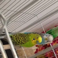 یک جفت مرغ عشق بالغ همراه با قفس و تمام وسایل|پرنده|ساوه, |دیوار