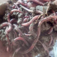 کرم خاکی طعمه ماهیگیری|ماهیگیری|فردیس, شهرک وحدت|دیوار