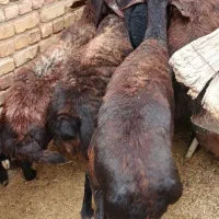 ۶تامیش قزل.جوان.اصل جنس.درجه ۱