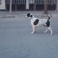 واگذاری سگ الابای