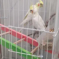 سوسنگرد