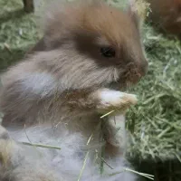 بچه خرگوش لوپ انغوره