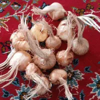 فروش پیاز زعفران