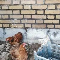مرغ و خروس تزیینی