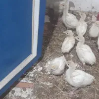 مرغ با۱۸ جوجه بوقلمون|حیوانات مزرعه|دزفول, |دیوار