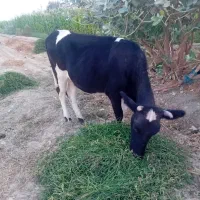 گاو|حیوانات مزرعه|حور, |دیوار