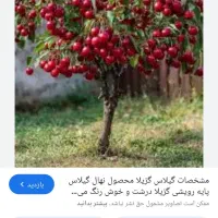 گیلاس والبالو بالاترین قیمت خریداریم