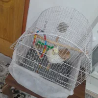 عروس هلندی نر