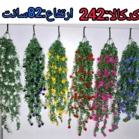 انواع شمشاد ۸۵ سانتی توضیحات