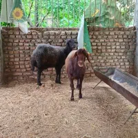 دو میش آبستن ظمانتی