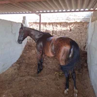 اسب ورزشی دوخون