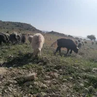 فروش گله میش