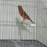 قناری سرخ سوخته دهن زن