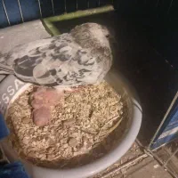 کفتر سرور|پرنده|تهران, سلسبیل شمالی|دیوار