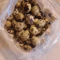 تخم بلدرچین خوراکی (روزانه محدود)