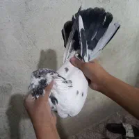 دوتا کفتر عالی نر گردن کلفت