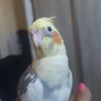 عروس هلندی نر