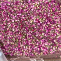 غنچه گل محمدی کیفیت عالی