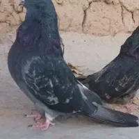 نروماده|پرنده|اردبیل, |دیوار