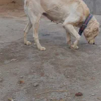 سگ ماده|سگ|نیشابور, ده حلاج|دیوار