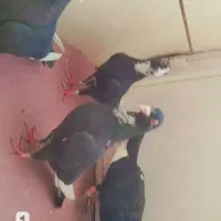 نر ماده سیاه پلنگ