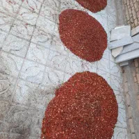 تخم هندوانه ژاپنی دونه درشت درجه یک