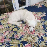 سگ پا کوتاه|سگ|لنگرود, |دیوار