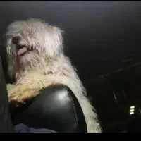 سگ پشمالو گمشده لطفا لطفا