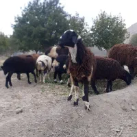 بره نر