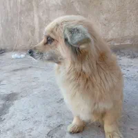 نژادپامر روباهی سایز ریز قیمت ۲تومن