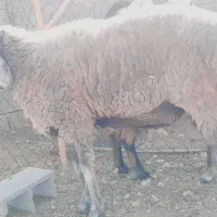 بره قوچ چینی دو رگ بهترین رنگ ونژاد|حیوانات مزرعه|شیراز, دانشکده دامپزشکی شیراز|دیوار