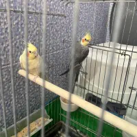 عروس هلندی جفت مولد