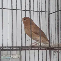 جوجه قناری|پرنده|مشگین شهر, |دیوار