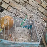 قفس پرنده مرغ عشق&فنچ