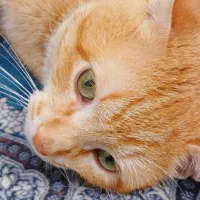 واگذاری گربه