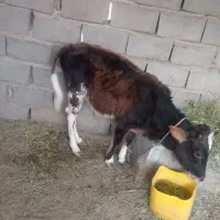 قیمت 40000000|حیوانات مزرعه|ریگان, |دیوار