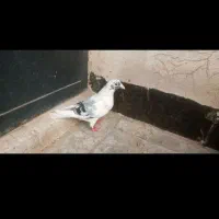 کبوتر‌پرشی‌۵تا‌همش‌۷۰۰‌