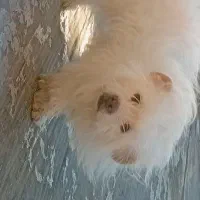 سگ اشپیتز پامر بسیار اروم و خانگی