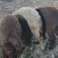بره نر و ماده