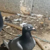 پلاکی