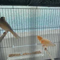 جفت قناری پرتقالی ردفاکتور