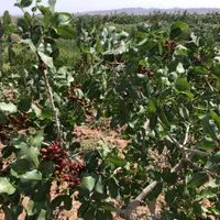 باغ پسته|فروش دفتر صنعتی، کشاورزی، تجاری|سبزوار, قصبه شرقی|دیوار