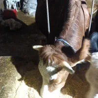 تلیسه گاو گوساله|حیوانات مزرعه|قیدار, |دیوار