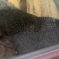 گربه ماهی اسپرت