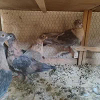 فروش تعدادی کبوتر موشی طوق طلایی