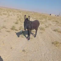 الاغ ۴ ساله نر