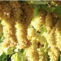 باغ انگور 1 هکتاری با چاه آب هر ۹ روز ۱۴ ساعت آب