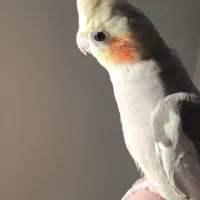 عروس هلندی جفت وبالغ