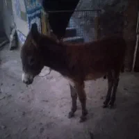 کره خر