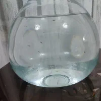 بچه گوپی از نژاد بلومسکو و بلک متال